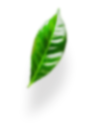 leaves-advantages заказать натяжные потолки фото бишкек цены