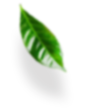 leaves-advantages