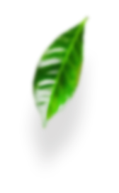 leaves-advantages