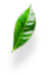 leaves-advantages